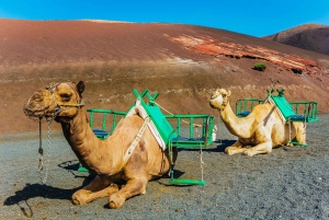 Arrecife: Timanfaya and Green Lagoon for Cruise Passengers
