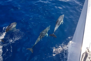 Lanzarote: Dolphin-Watching Sunset Cruise with Transfers