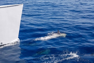 Lanzarote: Dolphin-Watching Sunset Cruise with Transfers