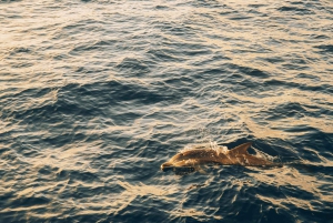 Lanzarote: Dolphin-Watching Sunset Cruise with Transfers