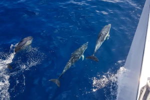 Lanzarote: Dolphin-Watching Sunset Cruise with Transfers