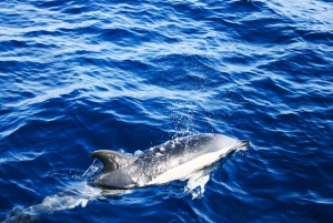 Puerto del Carmen: Dolphin-Watching Speedboat Tour with Swim
