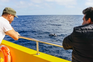 Puerto del Carmen: Dolphin-Watching Speedboat Tour with Swim
