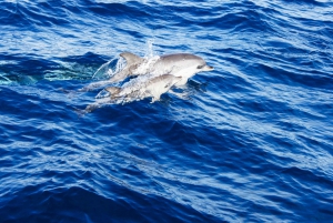 Puerto del Carmen: Dolphin-Watching Speedboat Tour with Swim