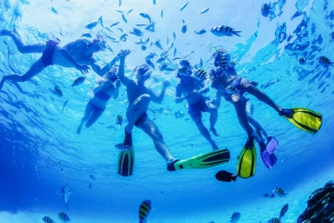 Puerto del Carmen: Dolphin-Watching Speedboat Tour with Swim