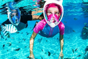 Puerto del Carmen: Dolphin-Watching Speedboat Tour with Swim