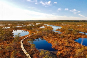 From Riga: Half-Day Adventure In Kemeri National Park