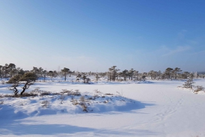 From Riga: Half-Day Adventure In Kemeri National Park