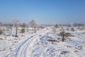 From Riga: Half-Day Adventure In Kemeri National Park