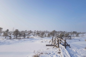 From Riga: Half-Day Adventure In Kemeri National Park