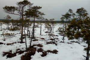 From Riga: Kemeri National Park Nature Trail