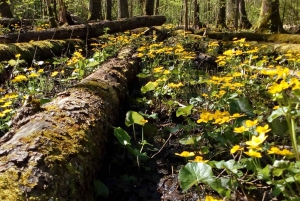 From Riga: Kemeri National Park Nature Trail