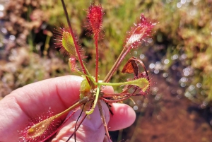 Kemeri National Park Bog Trail near Riga
