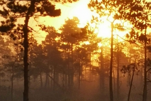 Kemeri National Park Bog Trail near Riga