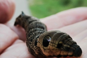 Kemeri National Park Bog Trail near Riga