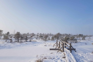 Riga: Best of Kemeri National Park In One Day