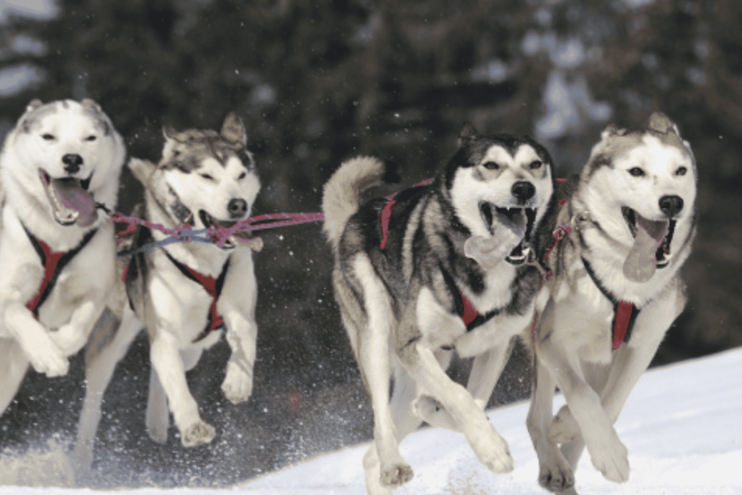 Riika: Husky-koiran kelkkailukokemus