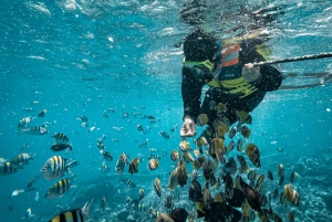 Nurkowanie z rurką w ukrytych wyspach Gili na północnym wschodzie Lomboku