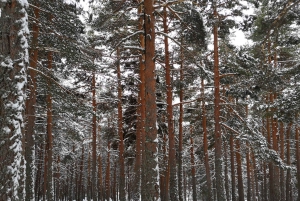 From Madrid: Day Trip to Guadarrama National Park