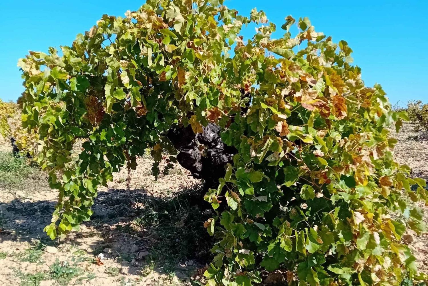 Madrid Wine Tour: Discover Unique Local Wineries & Tastings