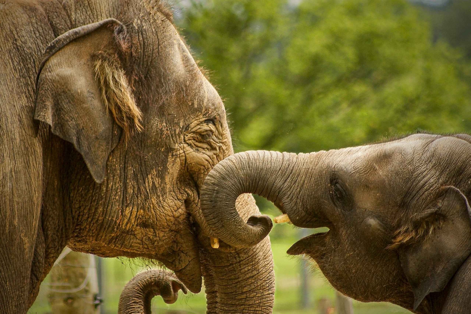 Madrid: Zoo Aquarium Madrid Ticket