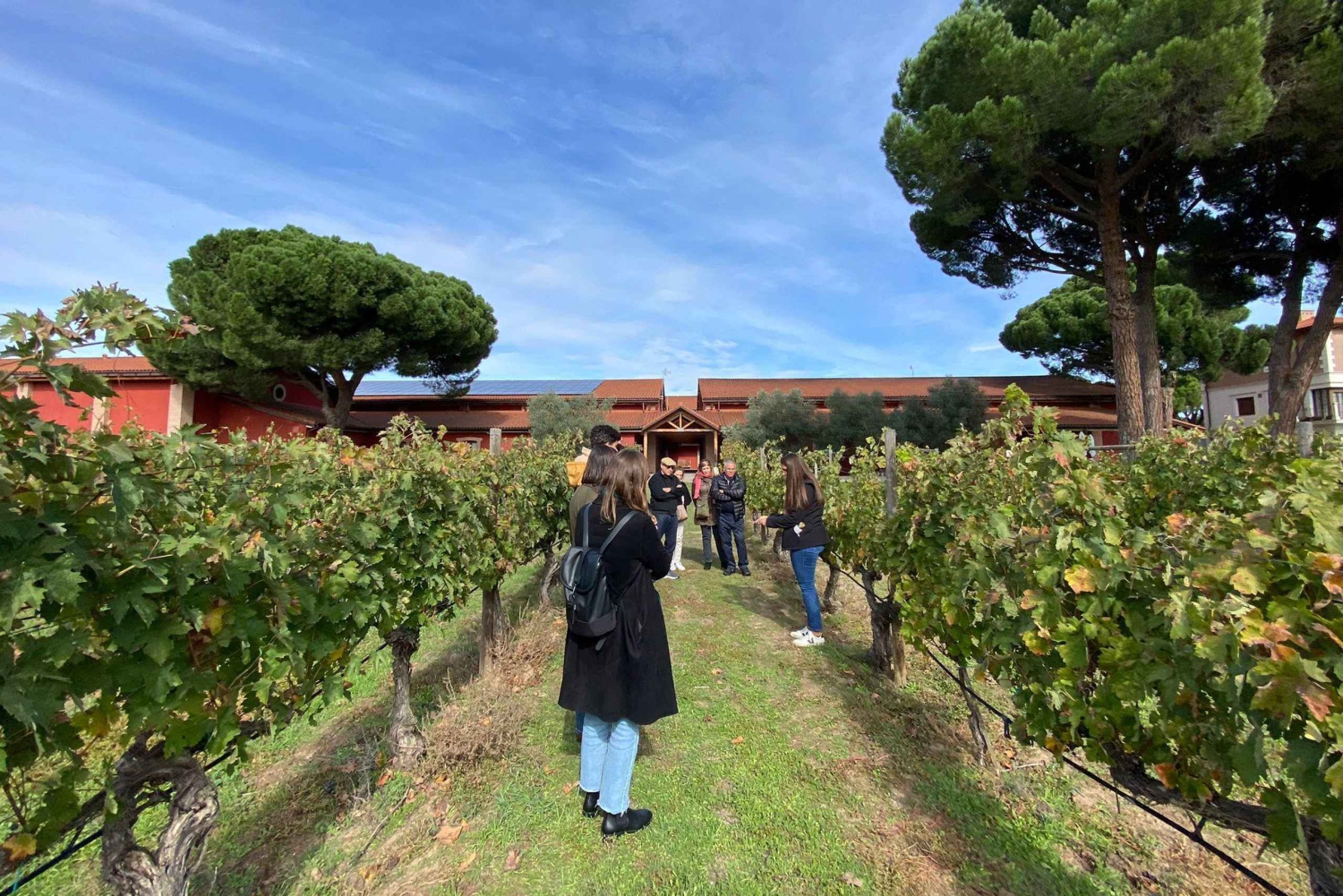Ribera del Duero Tour From Madrid: 2 Wineries with Transport