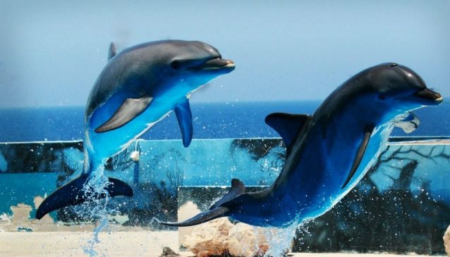 Mediterraneo Marine Park Malta