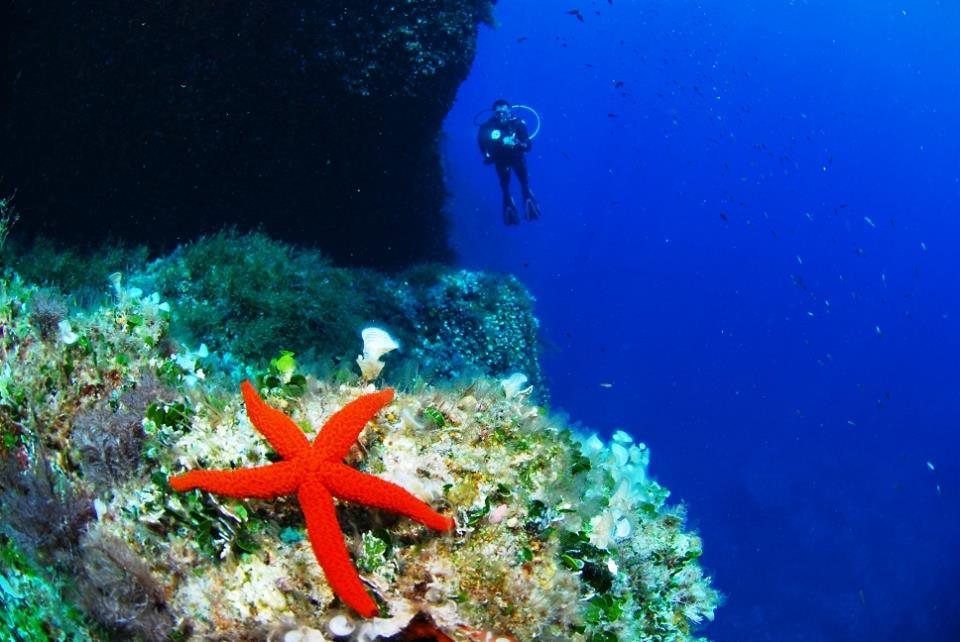 St. Andrew's Divers Cove