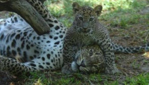 Bioparc Fuengirola Zoo