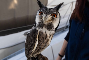 Puerto Banús by Sailboat: Discover Marbella’s Luxury Coast