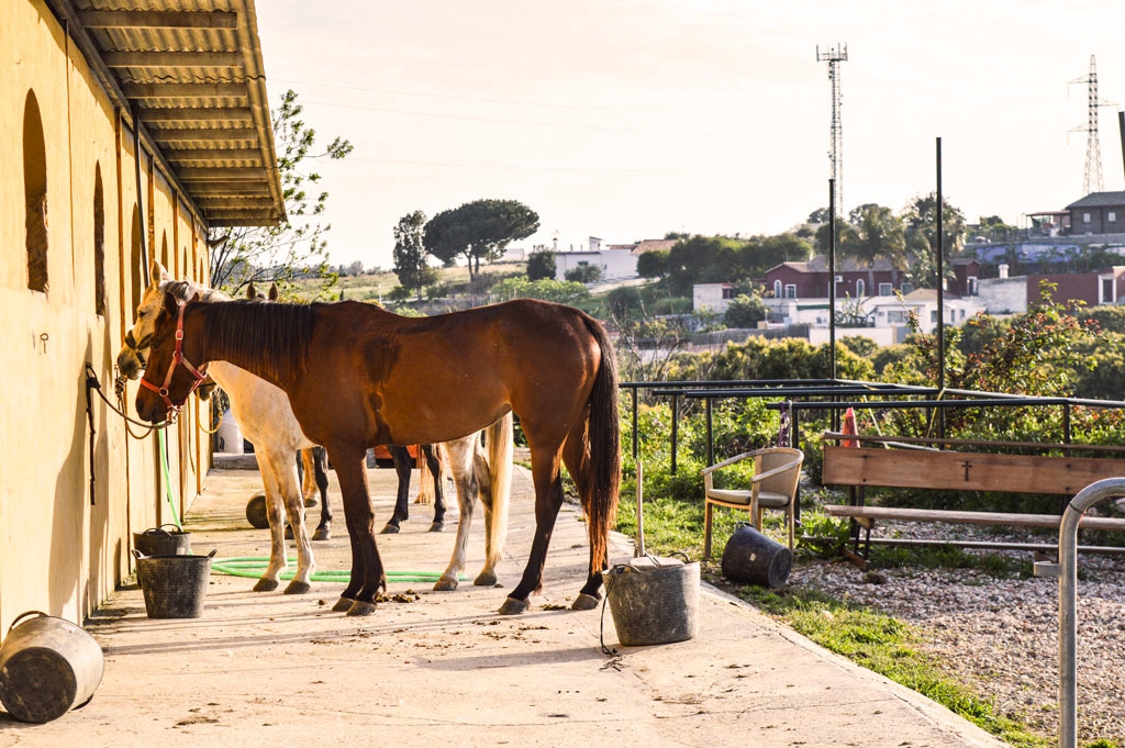 Ranch Siesta Los Rubios