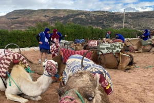 Marrkech: Solnedgång i Agafay-öknen med kamel, middag och show