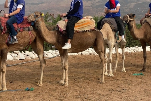 Marrkech: Solnedgång i Agafay-öknen med kamel, middag och show