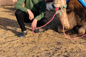 Marrkech: Solnedgång i Agafay-öknen med kamel, middag och show