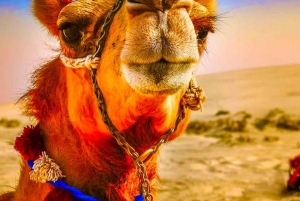 Marrkech: Solnedgång i Agafay-öknen med kamel, middag och show