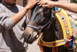 Kombinert tur: 5 dager Toubkal-fjellet og Sahara-tur