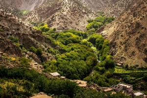 Dagtour en overnachting in de woestijn met dinershow en kamelenrit