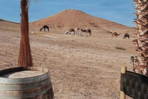 Marrakech: Kamelridning ved solnedgang med middagsshow i Agafay-ørkenen