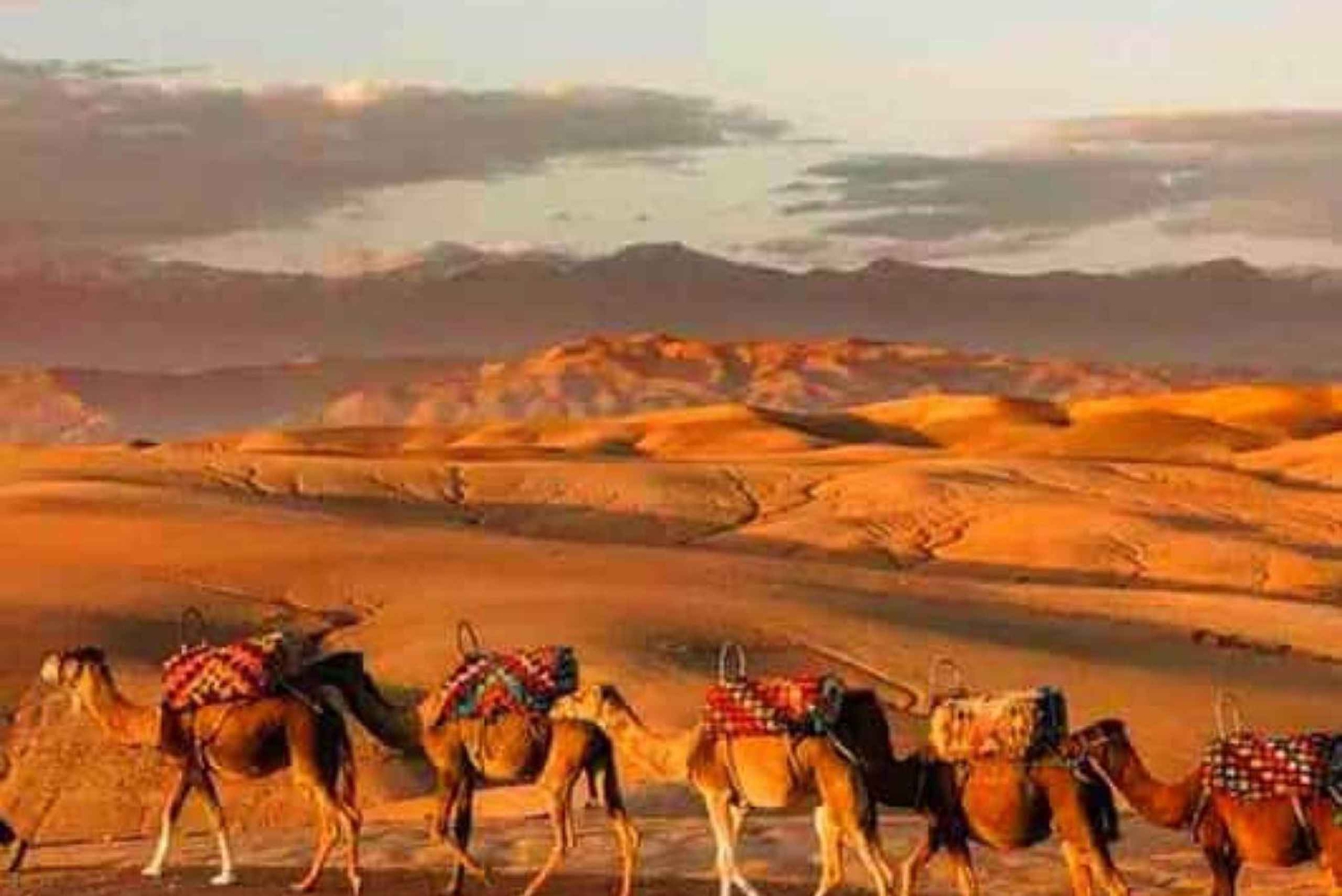 DINNER IN AGAFAY DESERT UNDER THE STARS WITH SHOW AND CAMELS