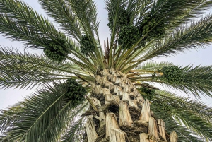 Depuis Agadir : visite privée de 4 jours à Marrakech via le désert de Merzouga