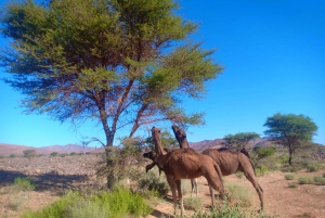 Från Marrakech: 3-dagars ökensafari till Merzouga