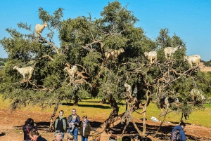 From Marrakech: Essaouira Full-Day Trip