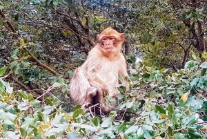 From Marrakech: High Atlas Mountains and 5 Valleys Day Trip