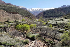 From Marrakech: High Atlas Mountains and 5 Valleys Day Trip