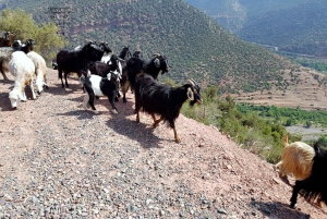 From Marrakech: High Atlas Mountains and 5 Valleys Day Trip