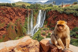 Von Marrakesch: Ouzoud-Wasserfall Ortkundiger Guide & Bootsfahrt