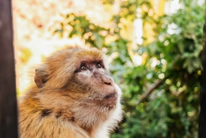 From Marrakech: Ouzoud Waterfalls Guided Hike and Boat Trip