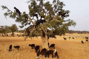From Marrakesh: Essaouira Day Trip