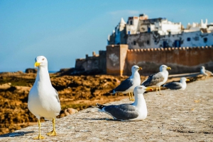 From Marrakesh: Essaouira Full-Day Trip