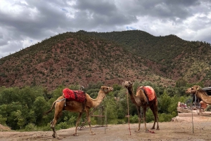 Из Марракеша: частная однодневная поездка в горы Атлас (5 долин)
